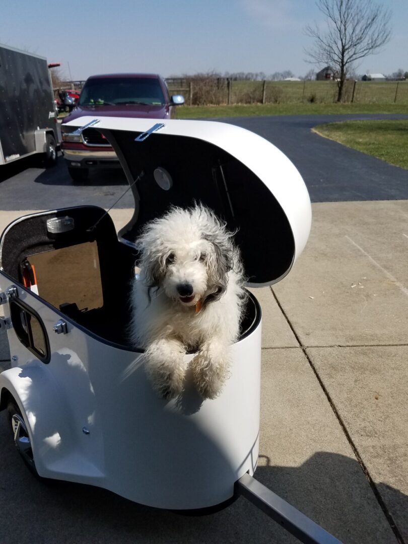 A cute fluffy white dog in a wagon