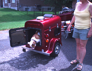 A dog in a red wagon