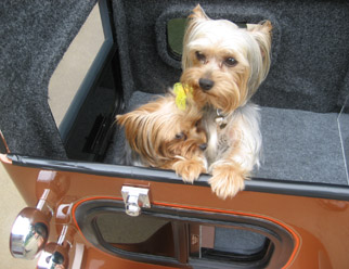 Beautiful puppy with rich fur in an orange wagon