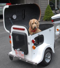 A brown dog in a white wagon looks amused