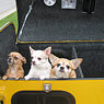 Three puppies in a yellow pet trailer